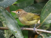 FL6A4727Golden-fronted_Greenlet