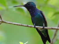 FL6A4730Sapphire-throated_Hummingbird