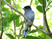 FL6A4739White-winged_Becard