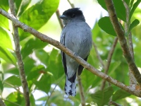 FL6A4753White-winged_Becard