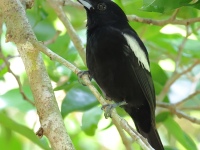FL6A4763White-shouldered_Tanager