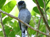 FL6A4776White-winged_Becard