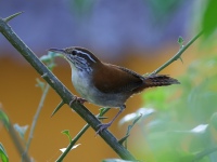 FL6A4828Rufous-and-white_Wren