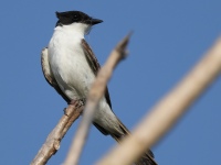 FL6A4829Fork-tailed_Flycatcher