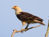 FL6A4857Yellow-headed_Caracara