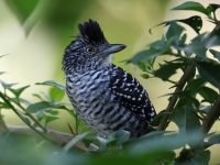 FL6A4873Barred_Antshrike