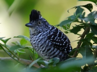 FL6A4880Barred_Antshrike