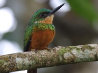 FL6A4882Rufous-tailed_Jacamar