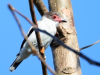 FL6A4908Masked_Tityra