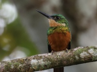 FL6A4909Rufous-tailed_Jacamar