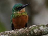 FL6A4915Rufous-tailed_Jacamar