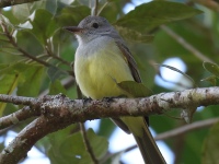 FL6A5013Panama_Flycatcher