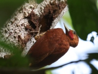 FL6A5022Cinnamon_Woodpecker