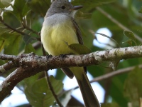 FL6A5025Panama_Flycatcher