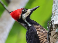 FL6A5029Crimson-crested_Woodpecker