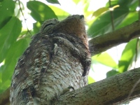 FL6A5030Great-Potoo