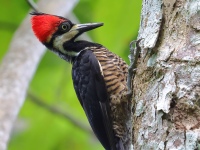 FL6A5035Crimson-crested_Woodpecker