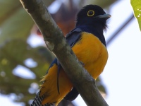 FL6A5071Gartered_Trogon