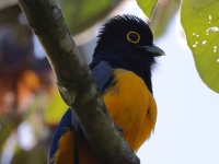 FL6A5073Gartered_Trogon