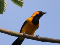 FL6A5073Orange-crowned_Oriole