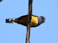 FL6A5082Gartered_Trogon