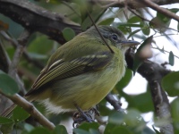 FL6A5119Yellow-olive_Flatbill