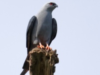 FL6A5137Plumbeous_Kite