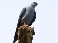 FL6A5159Plumbeous_Kite