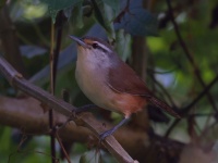 FL6A5177Isthmian_Wren