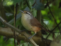 FL6A5177Isthmian_Wren