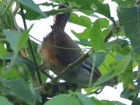 FL6A5198Isthmian_Wren
