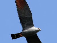 FL6A5207Plumbeous_Kite