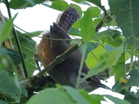 FL6A5209Isthmian_Wren