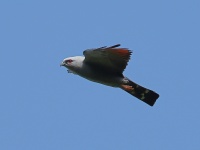 FL6A5220Plumbeous_Kite-topaz