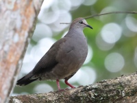 FL6A5222Gray-chested_Dove