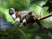 FL6A5243Tamarin_Titi_Monkey