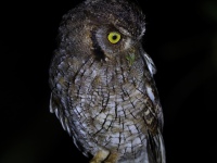FL6A5294Tropical_Screech_Owl