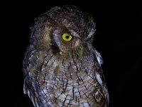 FL6A5297Tropical_Screech_Owl