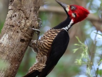 FL6A5306Crimson-crested_Woodpecker