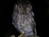 FL6A5310Tropical_Screech_Owl