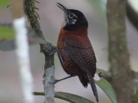 FL6A5365Bay_Wren