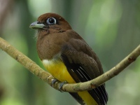 FL6A5369Northern_Black-throated_Trogon