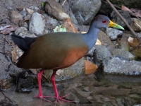 FL6A5378Gray-cowled_Wood-rail