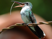 FL6A5422Sapphire-throated_Hummingbird