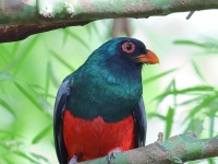 FL6A5434Slaty-tailed_Trogon