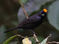 FL6A5460Tawny-crested_Tanager