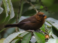 FL6A5471Tawny-crested_Tanager