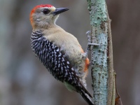 FL6A5487Red-crowned_Woodpecker