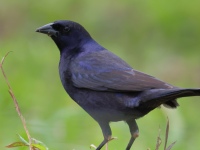 FL6A5491Shiny_Cowbird