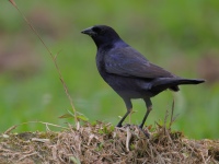 FL6A5495Shiny_Cowbird